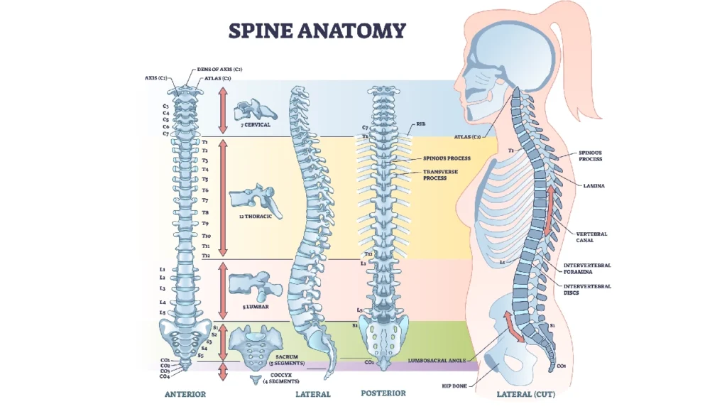 Spine Anatomy